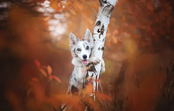 Autumn, each, dog