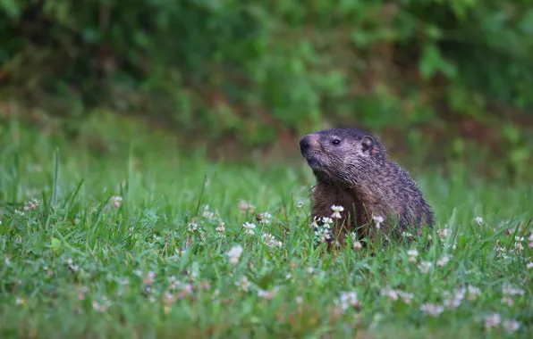Greens, grass, look, glade, clover, face, marmot
