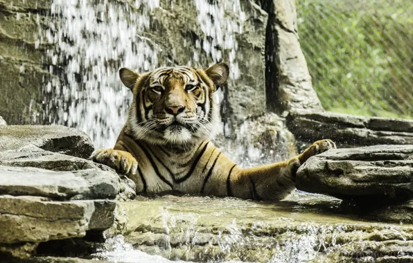 Picture face, tiger, predator, bathing, wild cat, zoo