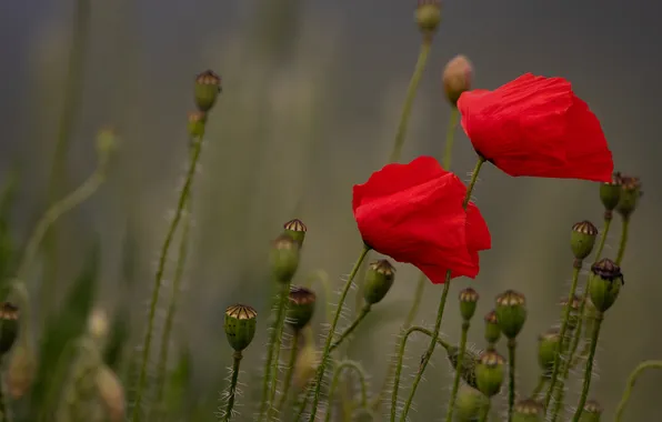 Summer, flowers, stems, Maki, red, grey background, Duo
