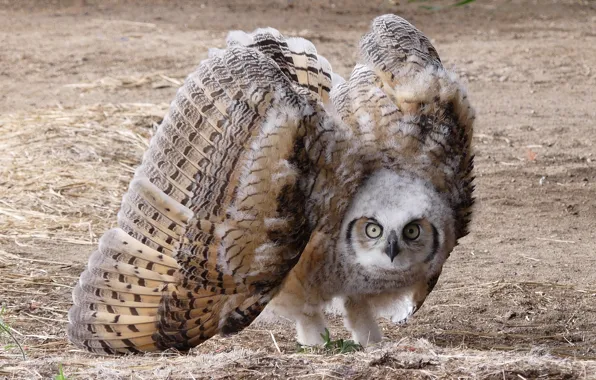 Bird, wings, feathers, baby, wings, owlet, angry bird, west Siberian owl