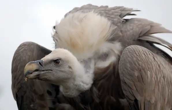 Nature, bird, Griffon