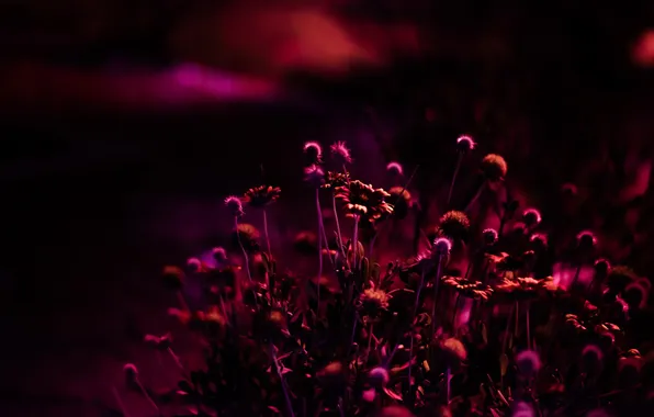 Picture flowers, night, nature