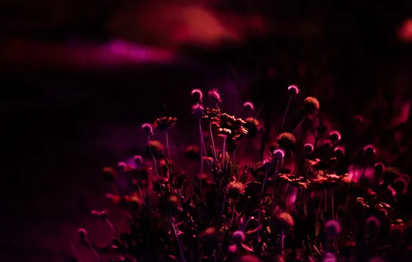 Flowers, night, nature