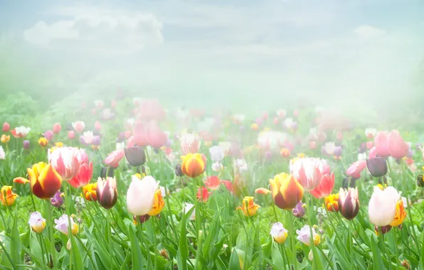 Picture clouds, fog, tulips