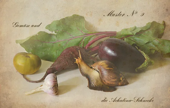 Figure, snail, harvest, eggplant, vegetables, tomato, garlic, beets