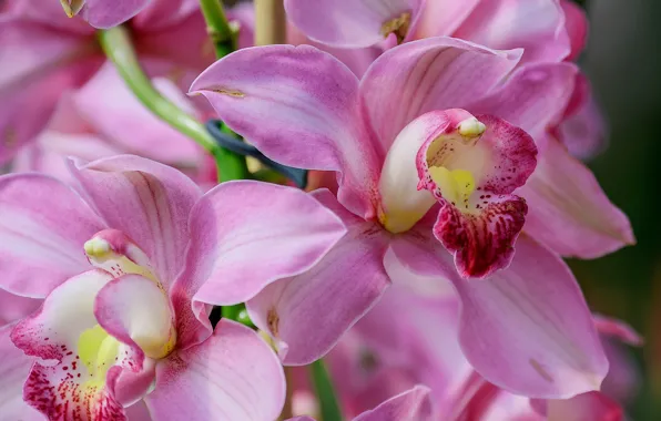 Picture macro, exotic, Orchid, Cymbidium