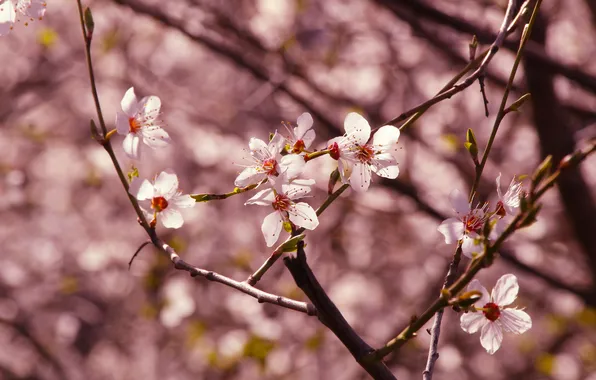 Flower, spring, twig, blooming