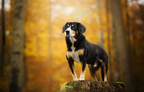 Picture stump, dog, bokeh, Kimo, The Entlebuch cattle dog