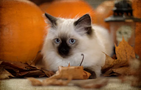 Autumn, cat, look, cracked, pose, kitty, portrait, treatment