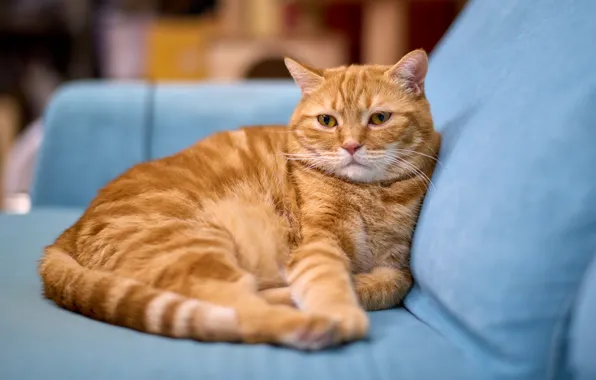 Cat, cat, look, face, pose, sofa, red, lies