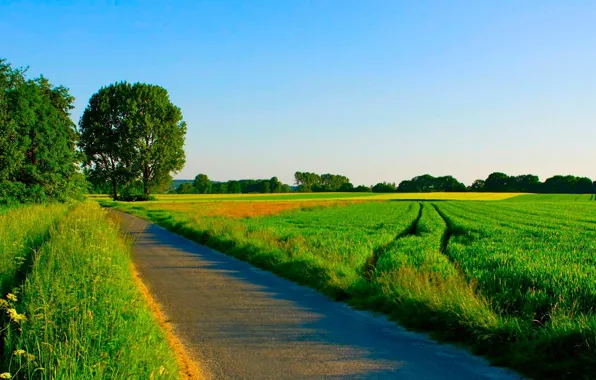 Picture road, field, summer, grass, trees