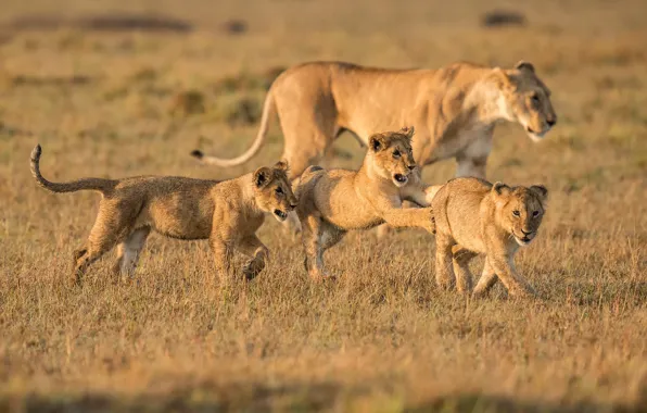 Field, grass, pose, the game, pack, Leo, family, walk