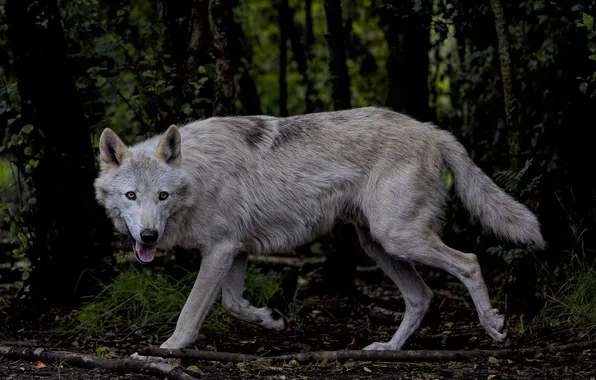Nature, snow, predator, face, animal, wolf, wildlife, portrait