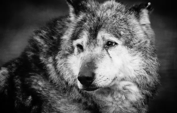 Nature, face, animal, wolf, wildlife, head, fur, mammal