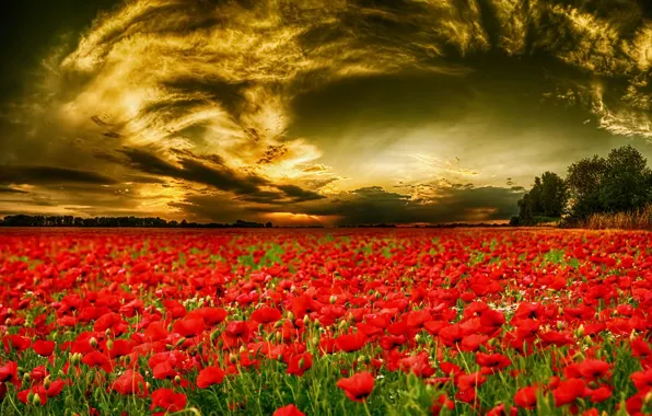 Picture field, the sky, flowers, tulips