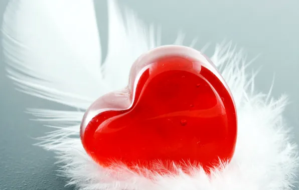 Photo, holiday, heart, feathers, Valentine's day