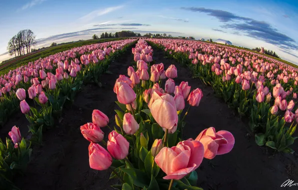 Picture field, landscape, flowers, nature, spring, tulips, plantation