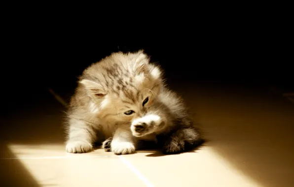 Picture on the floor, licks, light and shadow, fluffy kitten