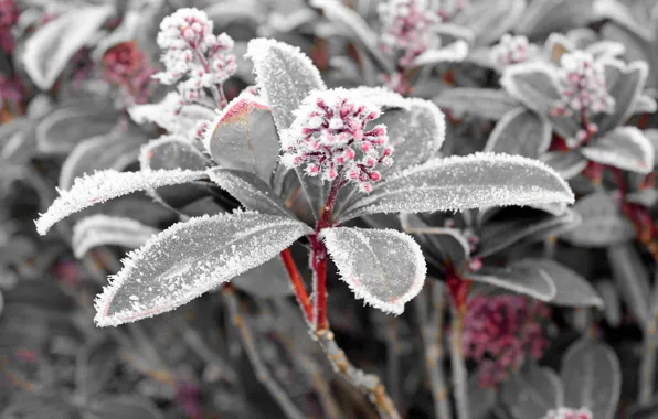 Picture leaves, snow, plant, ice, frost