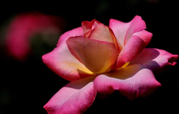 Picture rose, petals, Bud