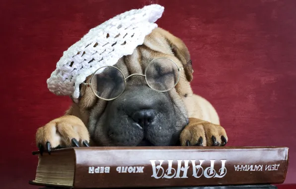 Picture each, dog, glasses, book, Sharpe