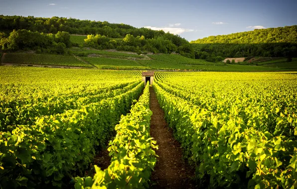 Sky, village, valley, travel, tourism, vine, vineyard, viniculture