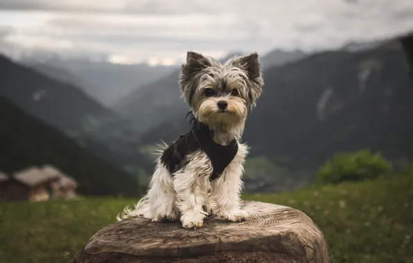 Picture background, each, dog