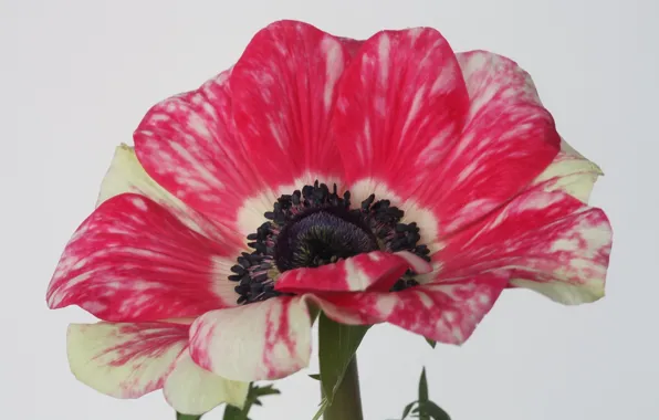 Picture flowers, petals, anemonastrum