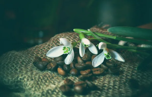 Flowers, the dark background, coffee, spring, snowdrops, white, coffee beans, burlap