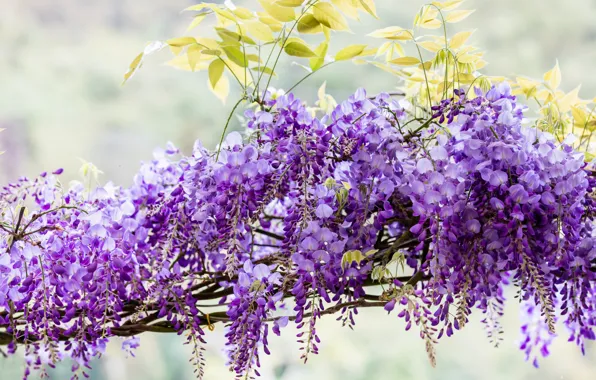 Flowers, branches, nature, background, color, beauty, light, spring