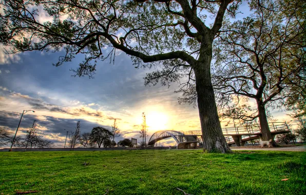 Picture grass, trees, city, landscapes