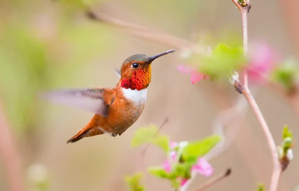 Picture flowers, branch, Hummingbird