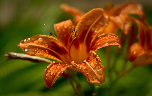 Drops, macro, nature, Lily