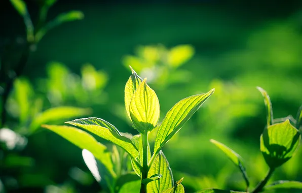 Greens, leaves, the sun, plant, leaves