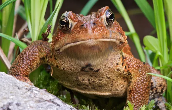 Picture grass, look, frog