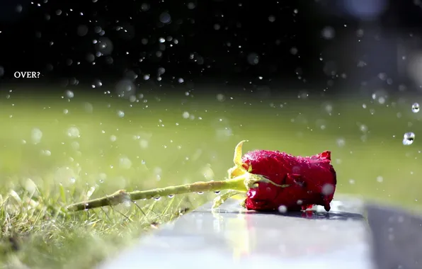 Picture water, drops, rose