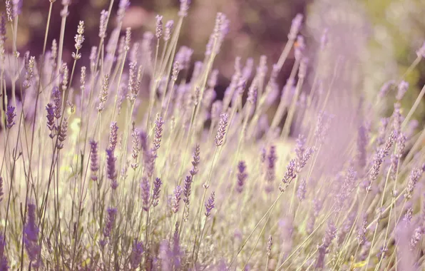 Grass, flowers, lavender