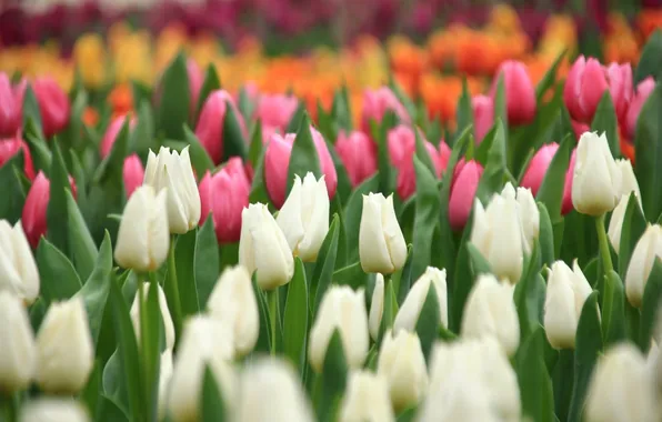 White, orange, pink, tulips, buds