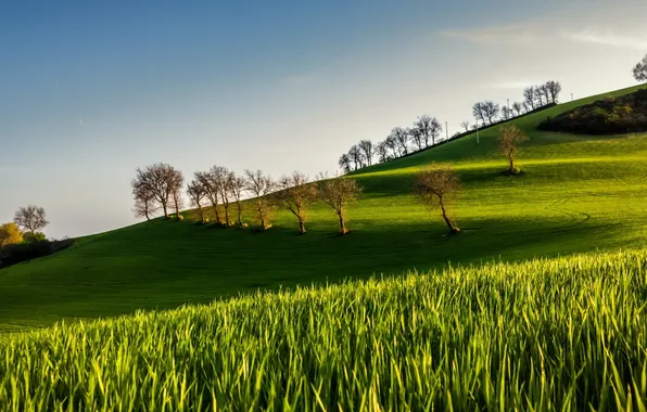 Field, summer, morning