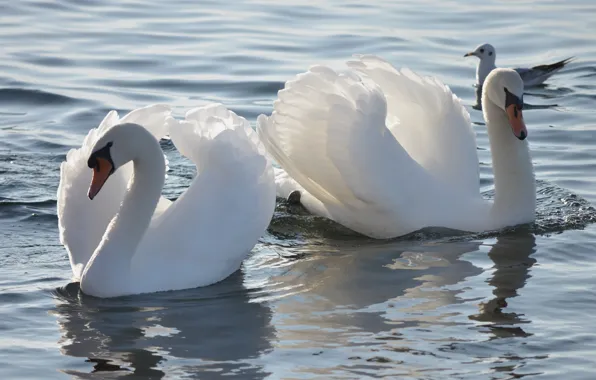 Water, light, birds, Seagull, pair, Swan, white, Duo