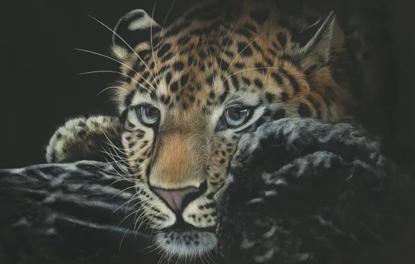 Cat, face, background, black, leopard, wild cat