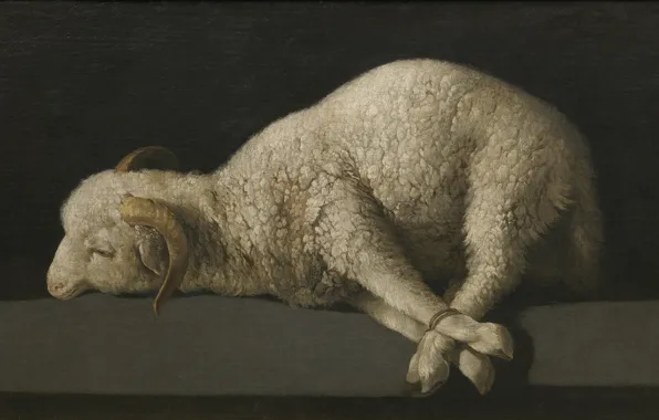 Picture The Lamb Of God, Francisco de Zurbaran, 1635-1640