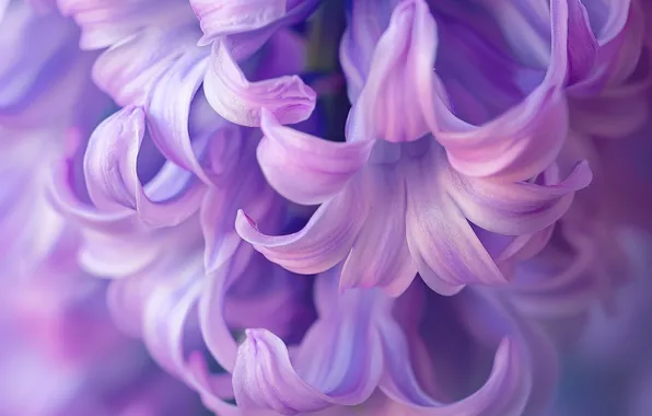 Flower, macro, lilac, petals, inflorescence, hyacinth, AI art, neural network