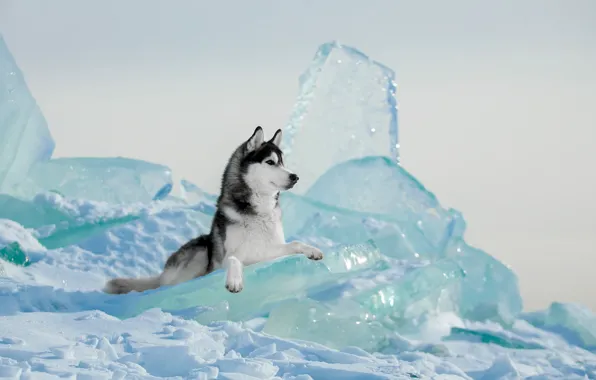 Picture ice, winter, dog, husky