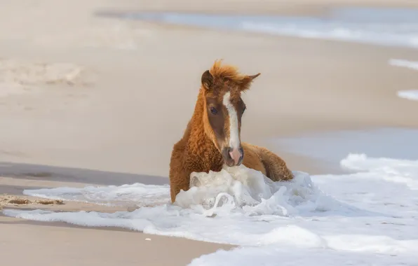 Sand, sea, beach, summer, horse, stay, shore, horse