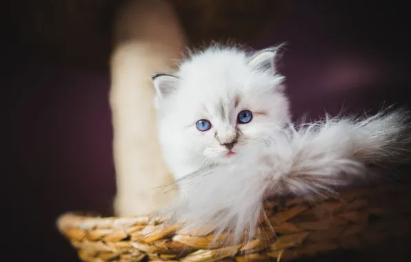 Cat, white, look, pose, kitty, tail, blue eyes, face