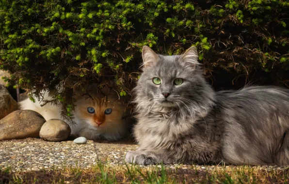 Cat, cat, look, leaves, cats, stones, kitty, grey