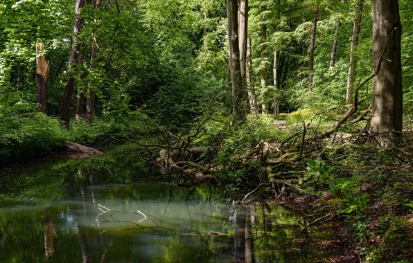 Greens, forest, trees, branches, stream, the bushes