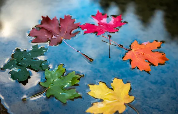 Autumn, leaves, water, mood, colorful, maple leaves